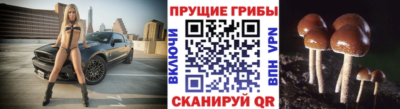Галлюциногенные грибы Cubensis  Котельниково 